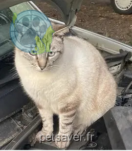 cat lost 65190 Tournay Croquette cat lost 65190 Tournay Croquette