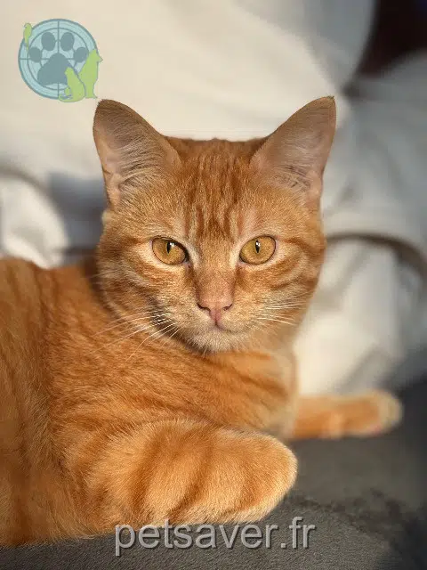 chat lost   65690 Barbazan-Debat Garfield