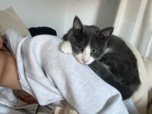 chat lost   65000 Tarbes Geikko