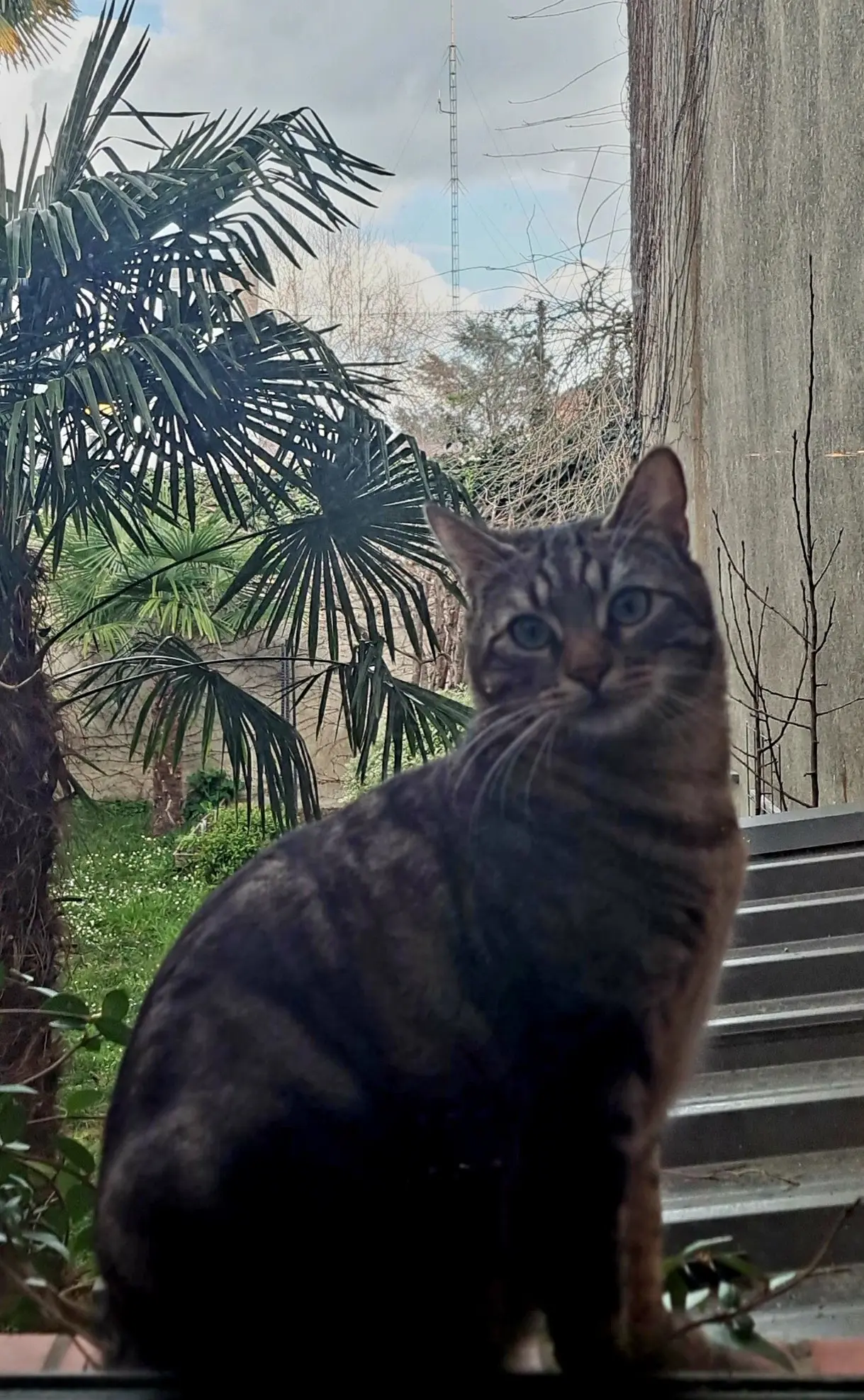 chat lost   65000 Tarbes HERMES