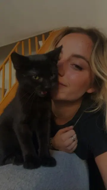 chat lost   65000 Tarbes Jiji