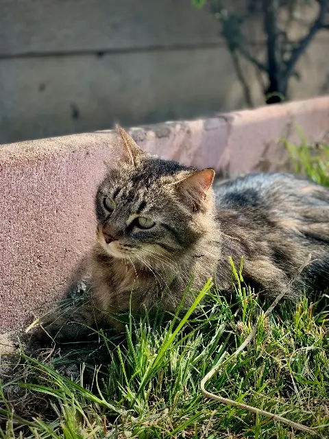 chat lost   65300 Lannemezan Kalou