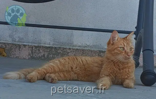 chat lost   65800 Aureilhan Loky