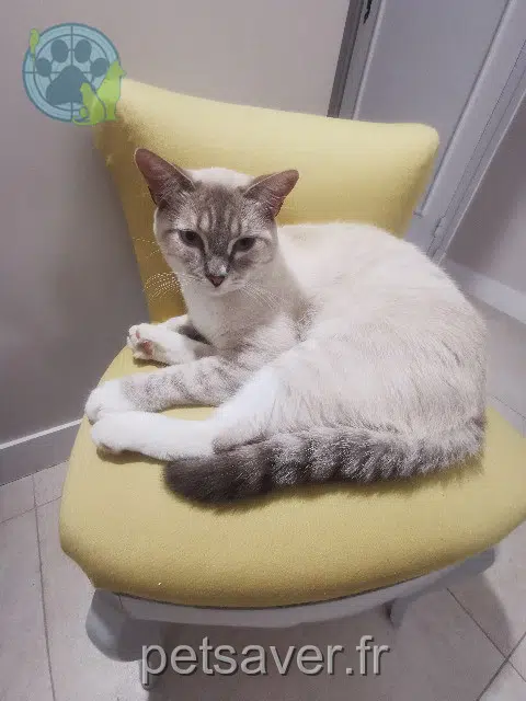 cat lost 65100 Lourdes Luna cat lost 65100 Lourdes Luna
