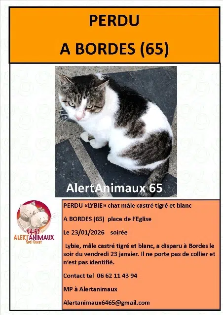chat lost   65190 Bordes Lybie