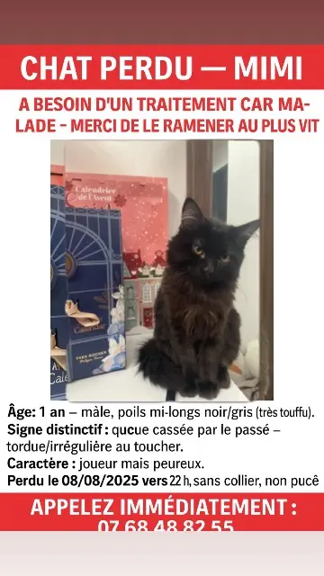 chat lost   65500 Vic-en-Bigorre Mimi
