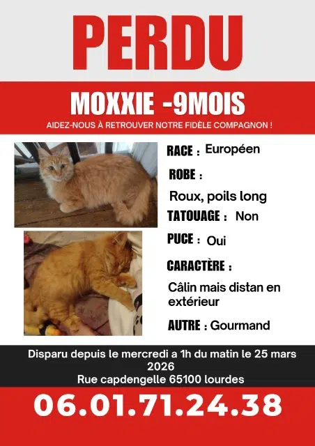 chat lost   65100 Lourdes Moxxie