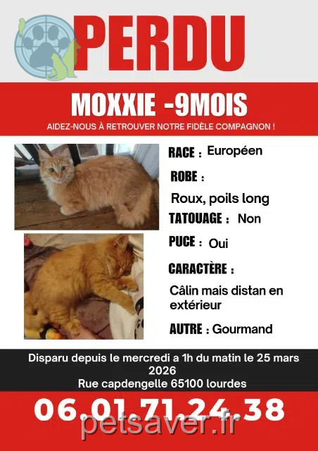 cat lost 65100 Lourdes Moxxie cat lost 65100 Lourdes Moxxie