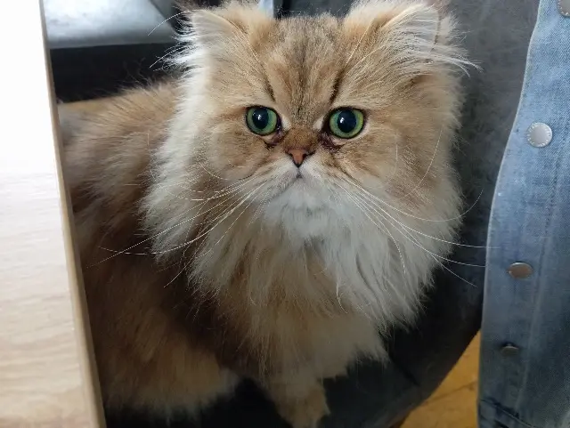 chat lost   65460 Bazet Mu