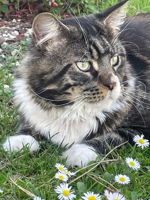 Kater vermisst 65380 Lamarque-Pontacq Nemo Kater lost 65380 Lamarque-Pontacq Nemo