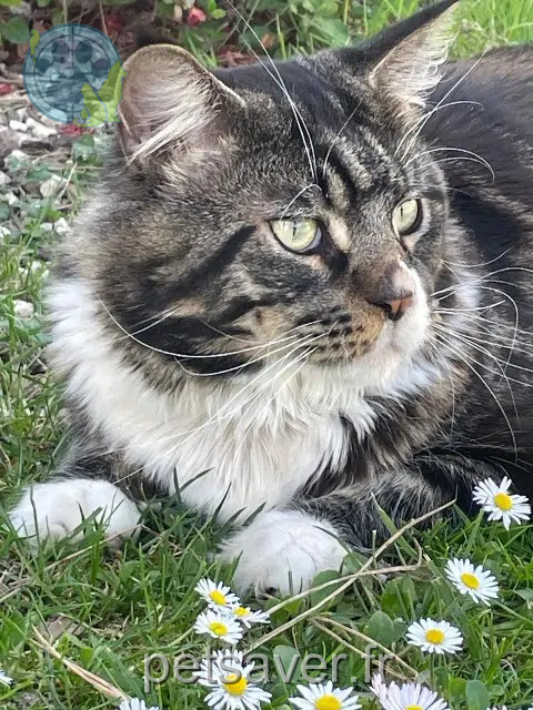 chat perdu 65380 Lamarque-Pontacq Nemo chat lost 65380 Lamarque-Pontacq Nemo