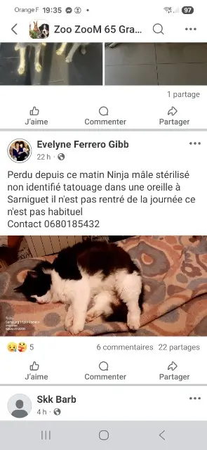 chat lost   65390 Sarniguet Ninjanini