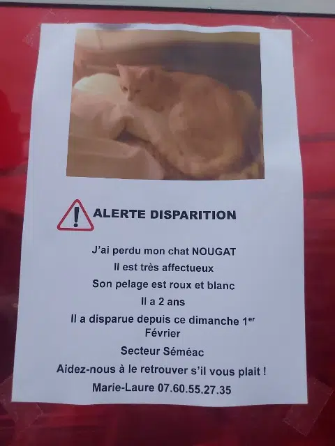 chat lost   65600 Séméac Nougat