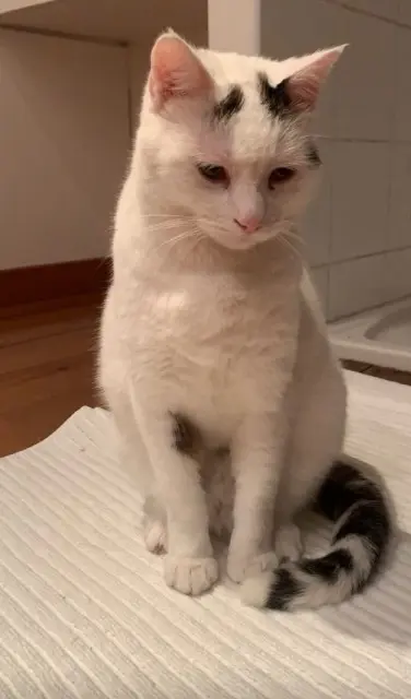 chat lost   65700 Lafitole Néma