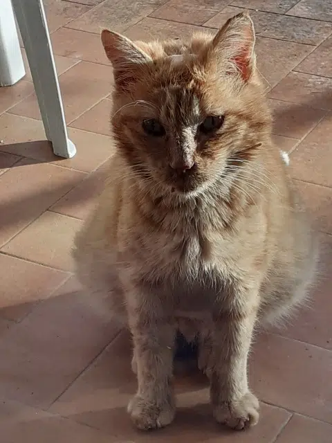 chat lost   65430 Soues Prince