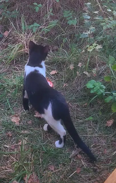 chat lost   65360 Momères Ptilou