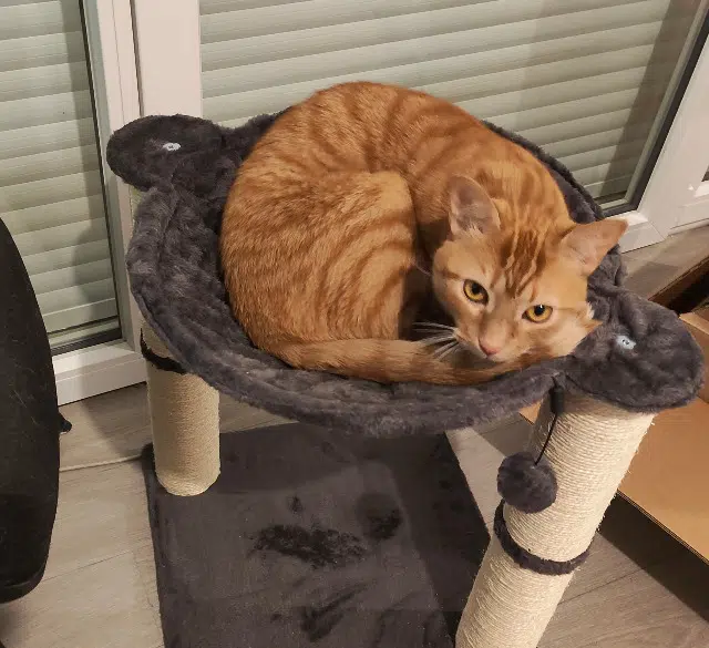 chat lost   65000 Tarbes Pumba