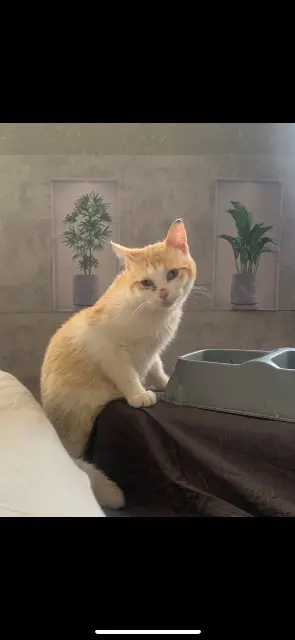 kater vermist 65000 Tarbes Rafale kater lost 65000 Tarbes Rafale