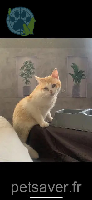 chat perdu 65000 Tarbes Rafale chat lost 65000 Tarbes Rafale