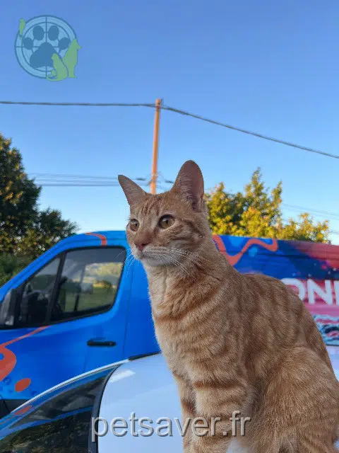 chat lost 65190 Bordes Rio