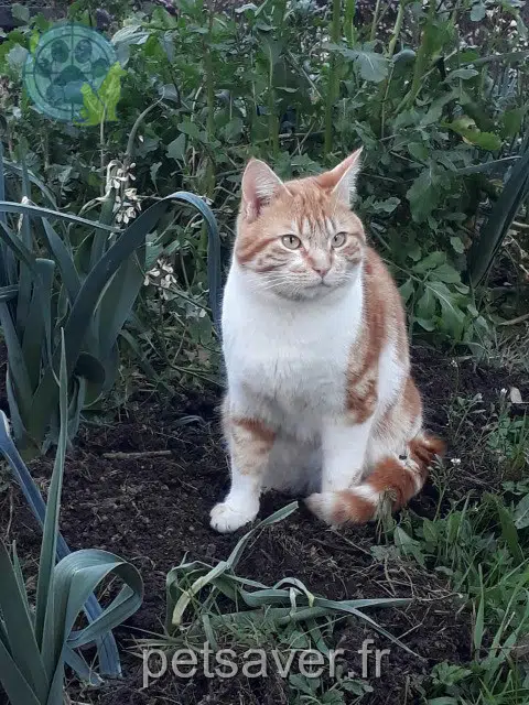 chat lost   65300 Lannemezan Rourou