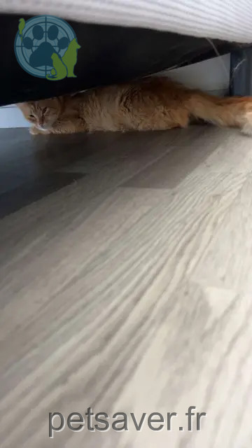 chat perdu 65000 Tarbes Rousset chat lost 65000 Tarbes Rousset