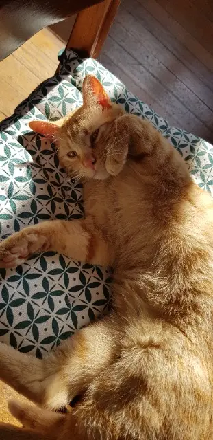 chat lost   65380 Ossun Rufus