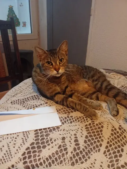 chat lost   65000 Tarbes Scott