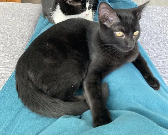 chat lost   65000 Tarbes Sirius