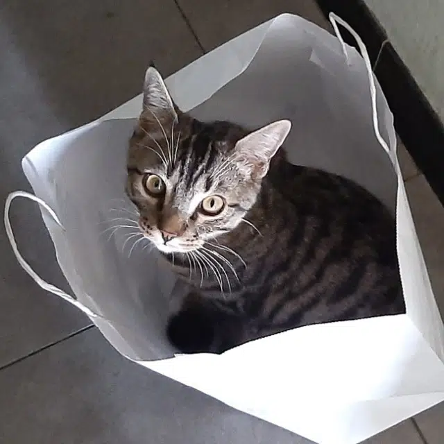 chat lost   65800 Aureilhan Sushi