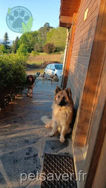kater lost   65500 Siarrouy Tango