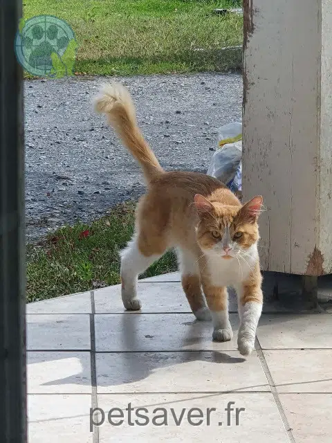 chat lost   65350 Castéra-Lou Tigrou