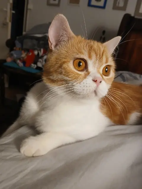 chat lost    Bagnères-de-Bigorre Ulco