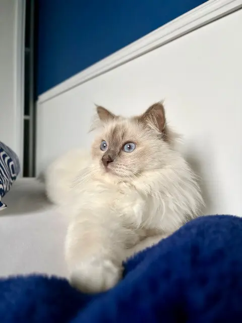 kater lost   65100 Lourdes Willow