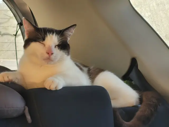 chat lost   65330 Galan Zéphyr