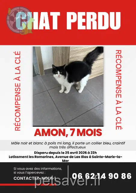 chat lost   66470 Sainte-Marie-la-Mer Amon
