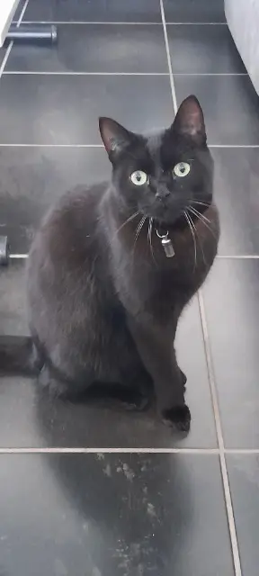 chat lost   66420 Le Barcarès Auguste