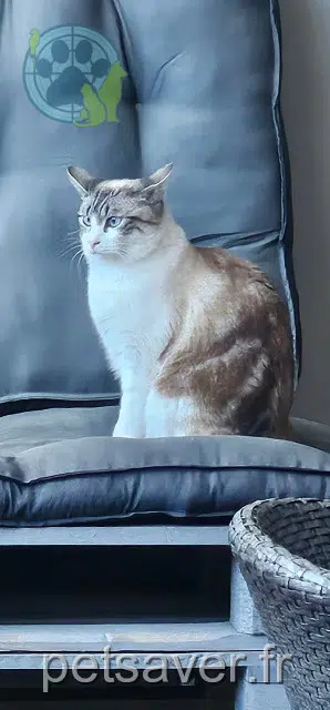 chat lost   66280 Saleilles Bubulle