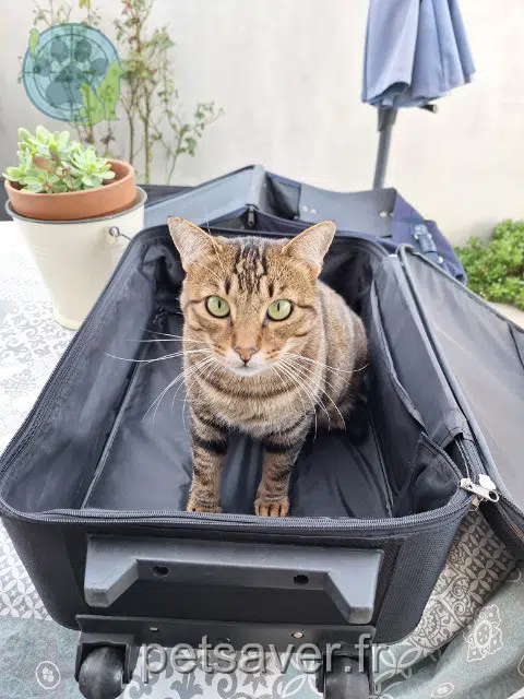 gatto lost   66680 Canohès Caramel