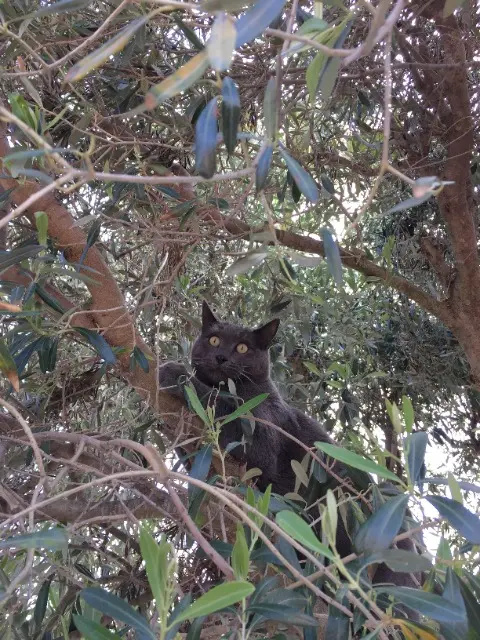 chat lost   66240 Saint-Estève Chachat