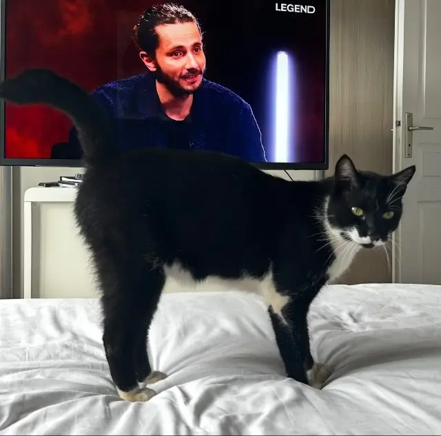 chat lost   66390 Baixas Chat noir et Blanc nommé Bounty