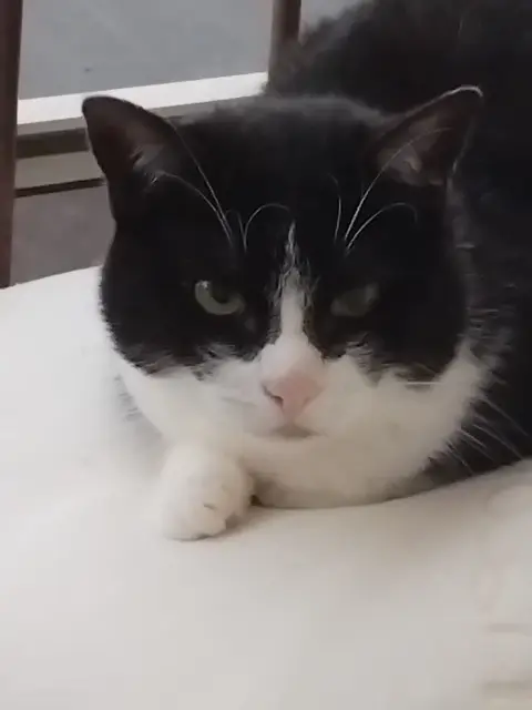 chat lost   66270 Le Soler Chocco