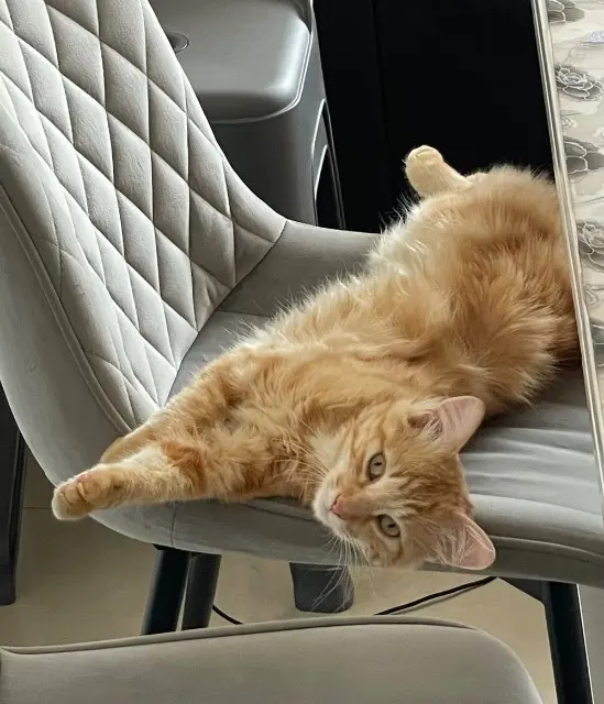 chat lost   66600 Peyrestortes Felix