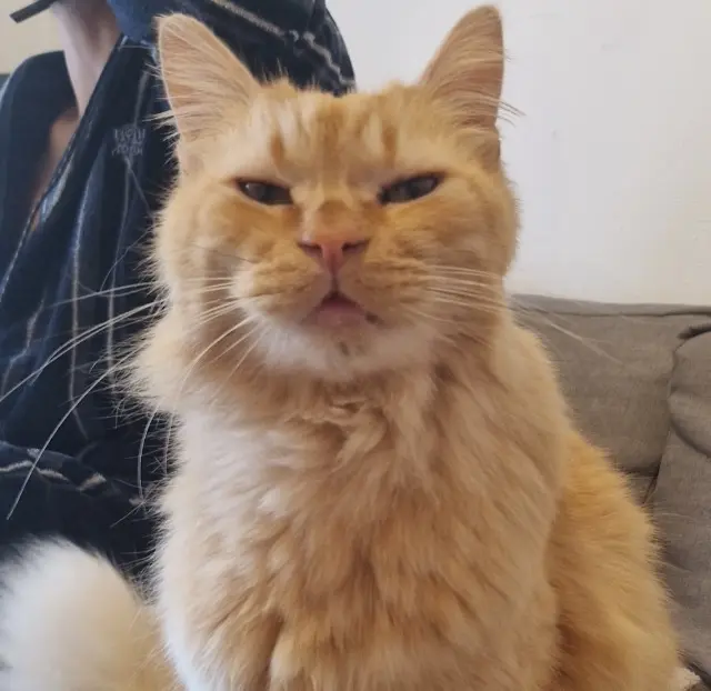 chat lost   66430 Bompas Filou