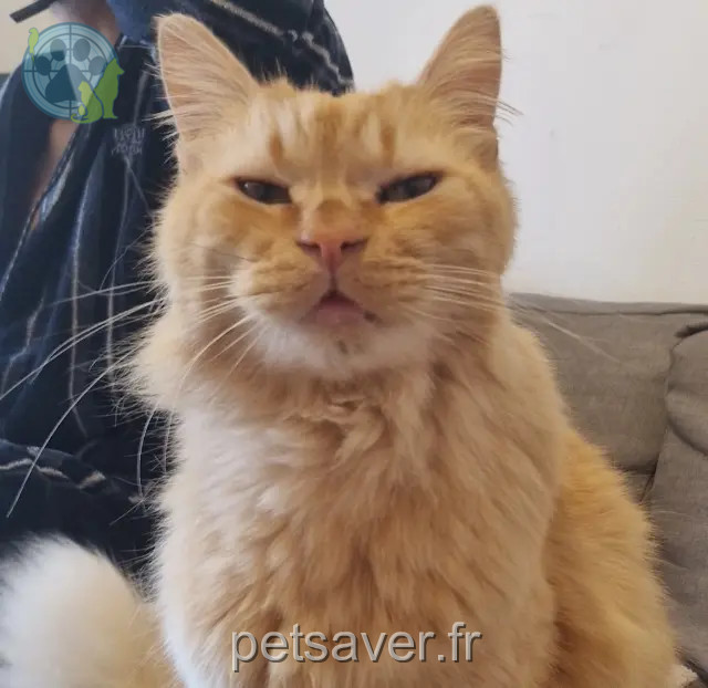 chat perdu 66430 Bompas Filou chat lost 66430 Bompas Filou