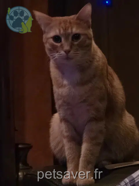 chat lost   66490 Saint-Jean-Pla-de-Corts Garfield