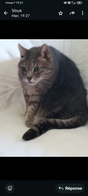 chat lost   66440 Torreilles Grisou