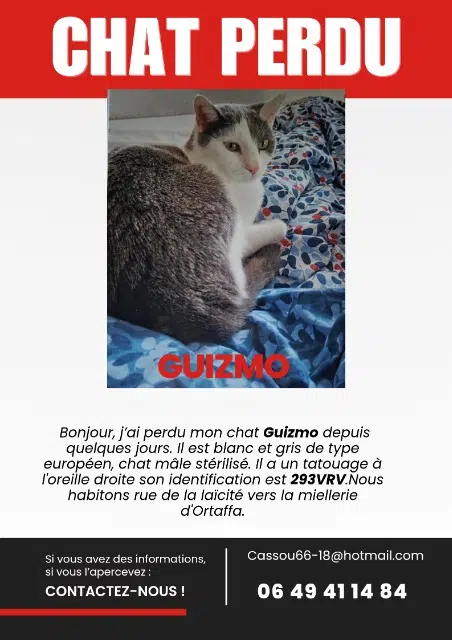 chat lost   66560 Ortaffa Guizmo