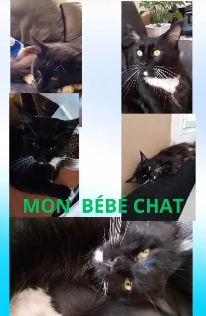 chat lost   66250 Saint-Laurent-de-la-Salanque Hades