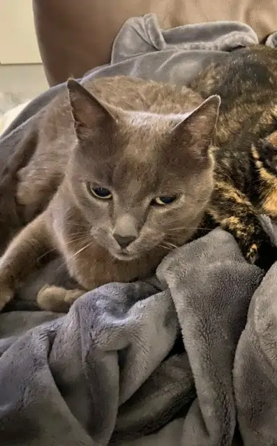 chat lost   66300 Thuir Hendrix